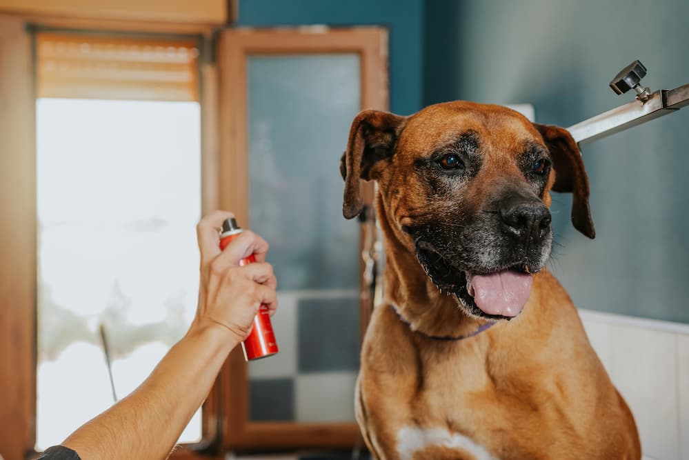 6 melhores perfumes para cães de 2024 - Vetstreet