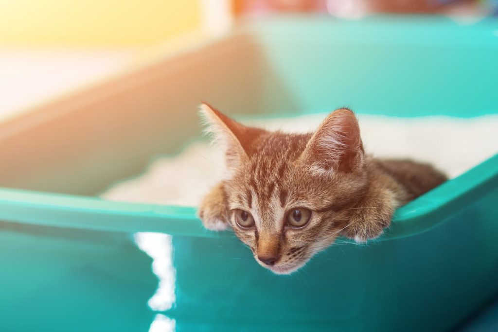 8 coisas que a caixa sanitária do seu gato pode revelar sobre a saúde dele - Vetstreet