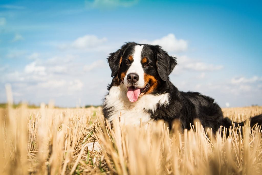O que dar a cães para diarreia: 7 melhores produtos - Vetstreet