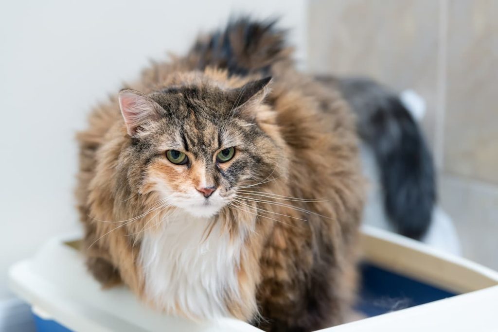 Revisão da maca para gatos com monitoramento de saúde Fresh Step Crystals - Vetstreet