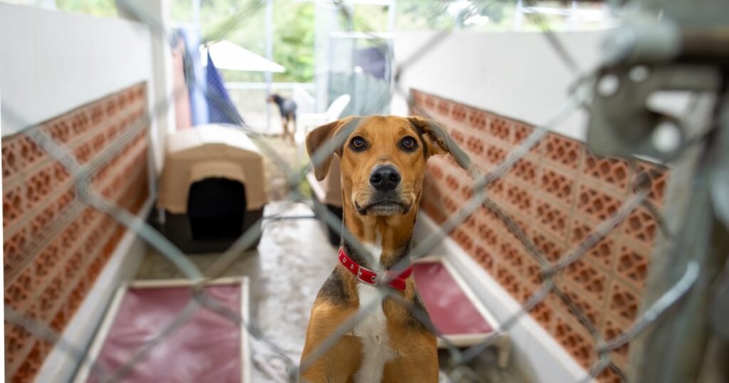 Abrigo de animais de Denver incentiva adoção de cachorros grandes