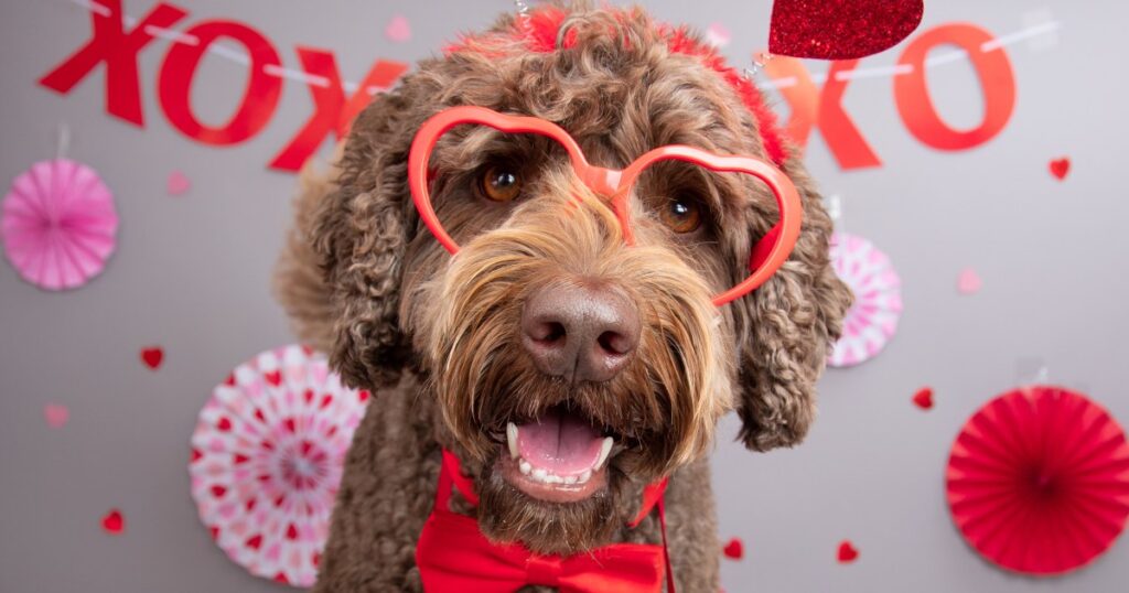 As melhores flores seguras para cães no Dia dos Namorados