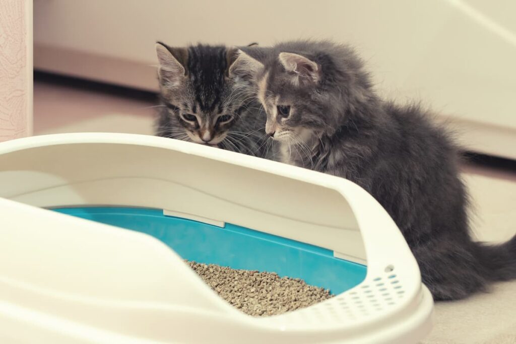 Melhor areia natural para gatos: 6 escolhas com as quais você pode se sentir bem - Vetstreet