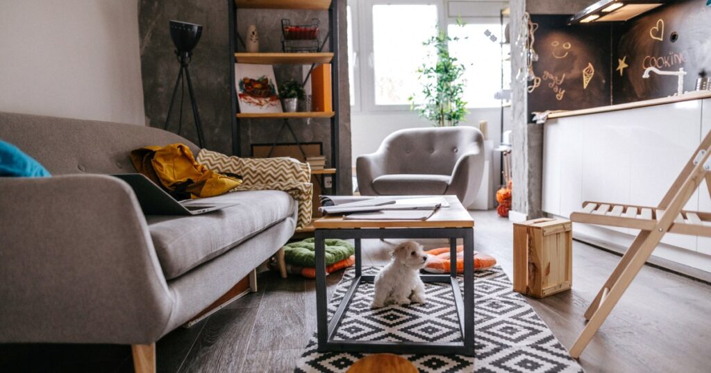 Melhores cães pequenos para apartamentos