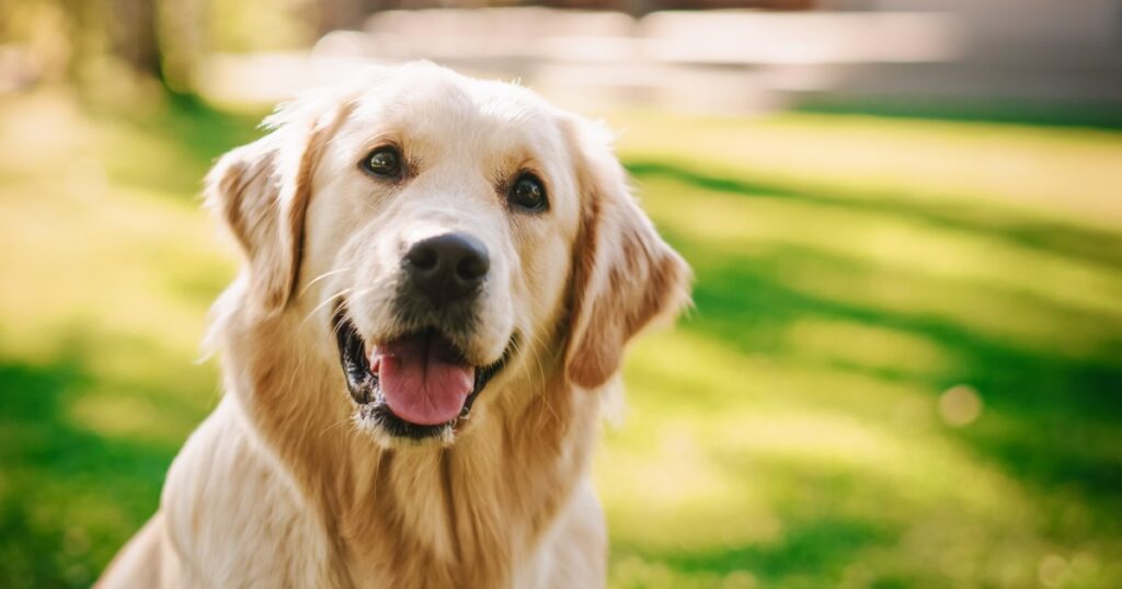 Melhores nomes de cães para Golden Retrievers