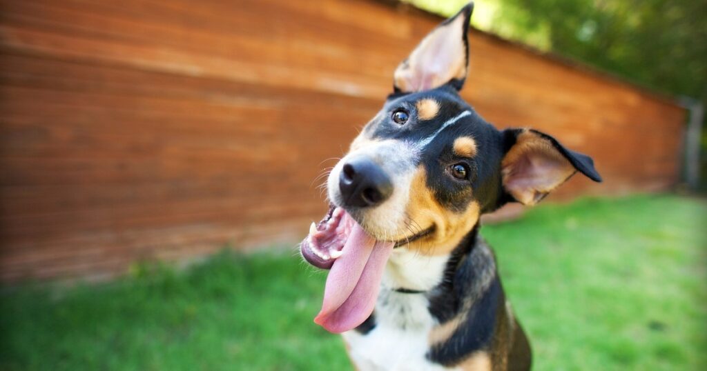 Nomes de cachorros fofos para seu adorável cachorrinho
