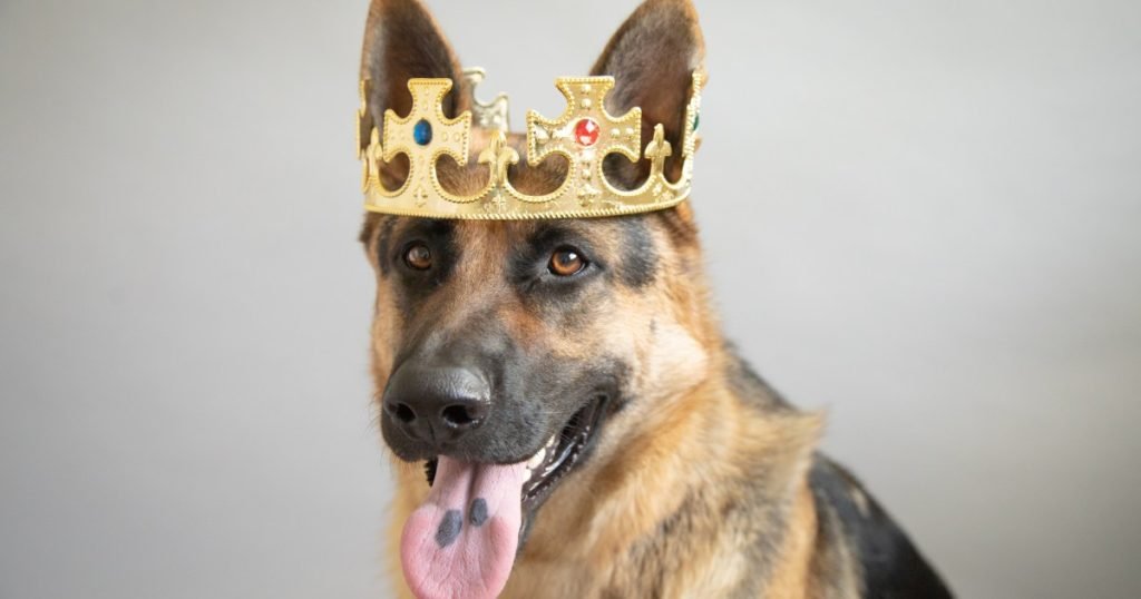 O concurso de cães de resgate mais fofos do mundo agora aceita inscrições