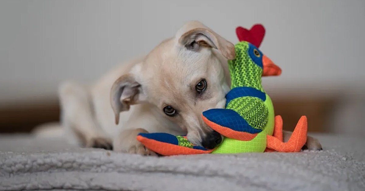 O que é e onde comprar