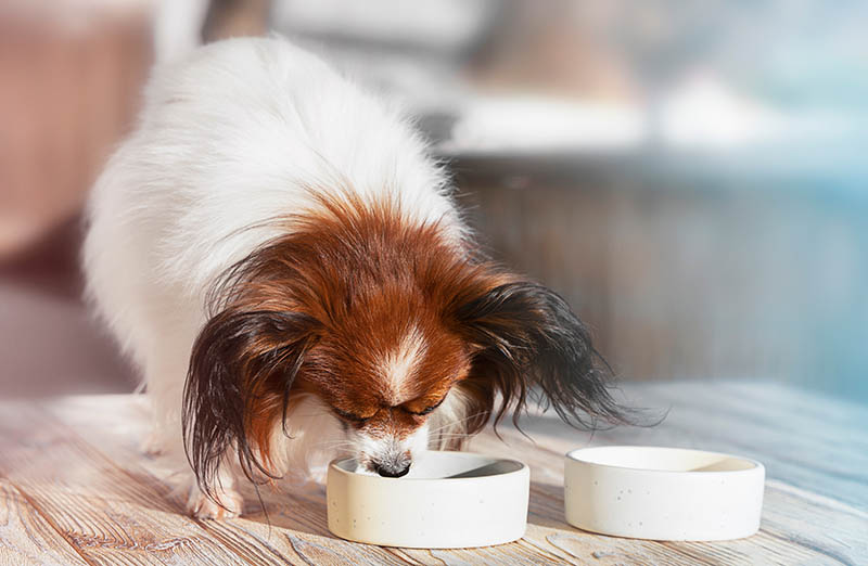 Por que meu cachorro não mastiga a comida? Fatos e perguntas frequentes