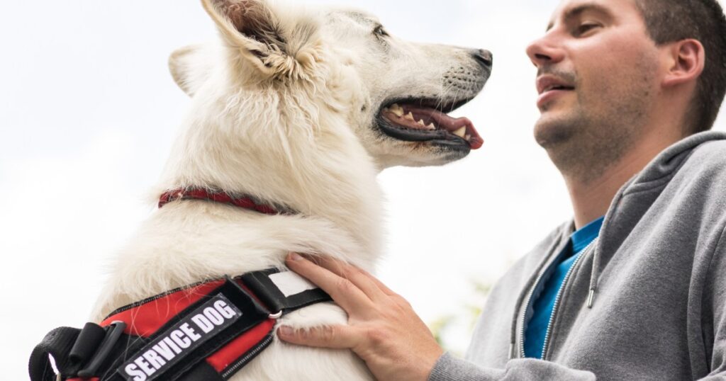 Principais raças de cães para serviços psiquiátricos
