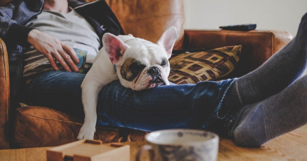Raças de cães mais preguiçosas, perfeitas para um drogado