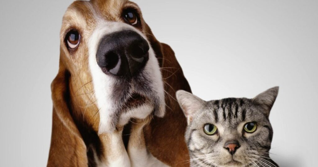 Razões pelas quais os cães são melhores que os gatos