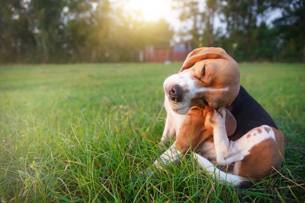 Shampoo antipulgas para cães: 7 principais seleções de 2024 - Vetstreet