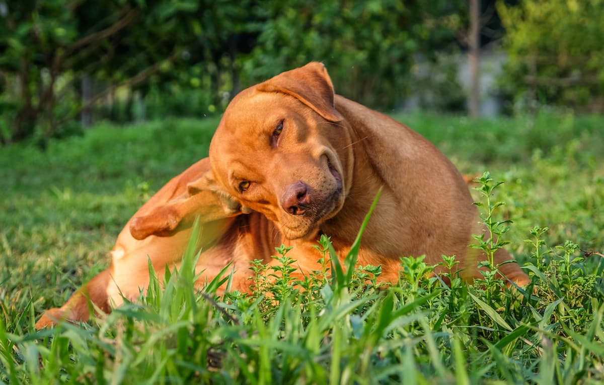 Tratamento para coceira e fungos nas orelhas de cães: 8 principais escolhas - Vetstreet