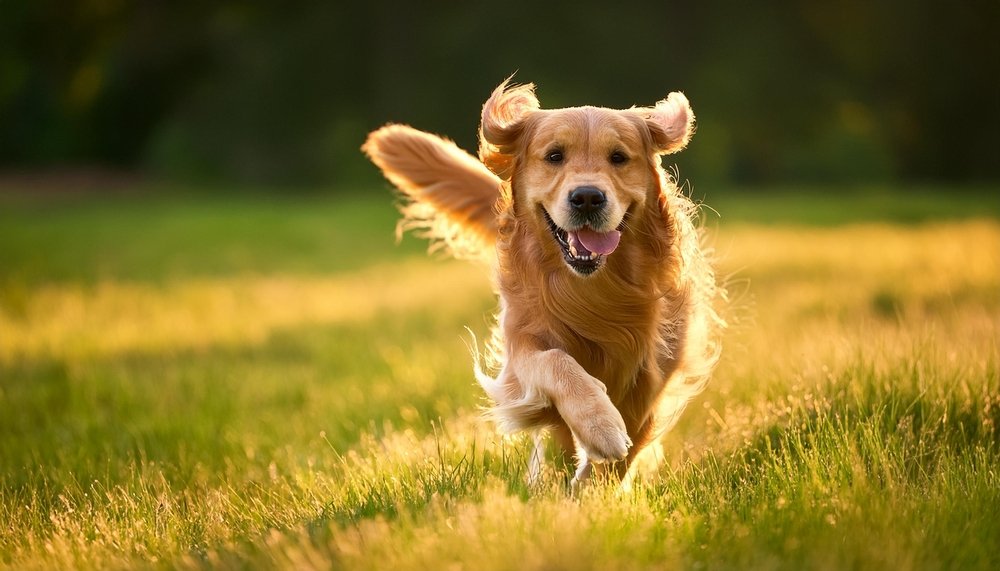 Como cuidar adequadamente de cães ativos: um guia completo - Vetstreet