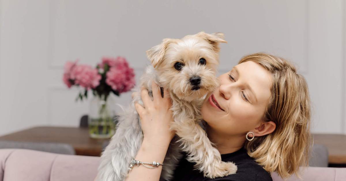 Raças de cães pequenos super doces, fofinhos e afetuosos