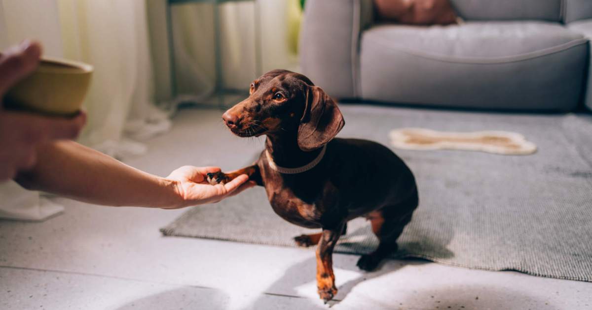 Raças de cães pequenos mais amigáveis: nossos cães bonitos favoritos