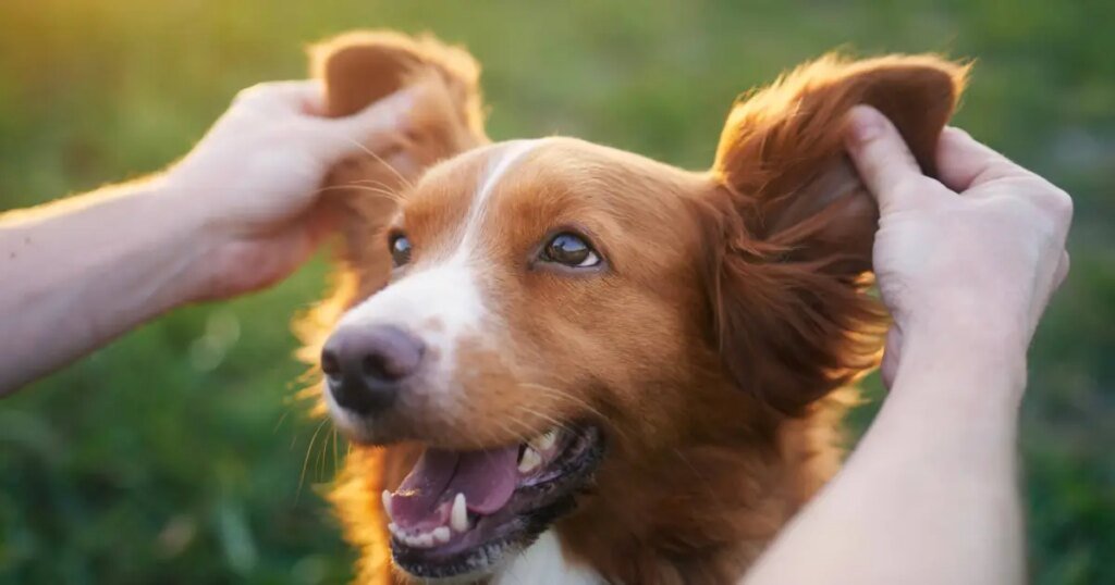 Nomes de cães incomuns para seu novo animal de estimação