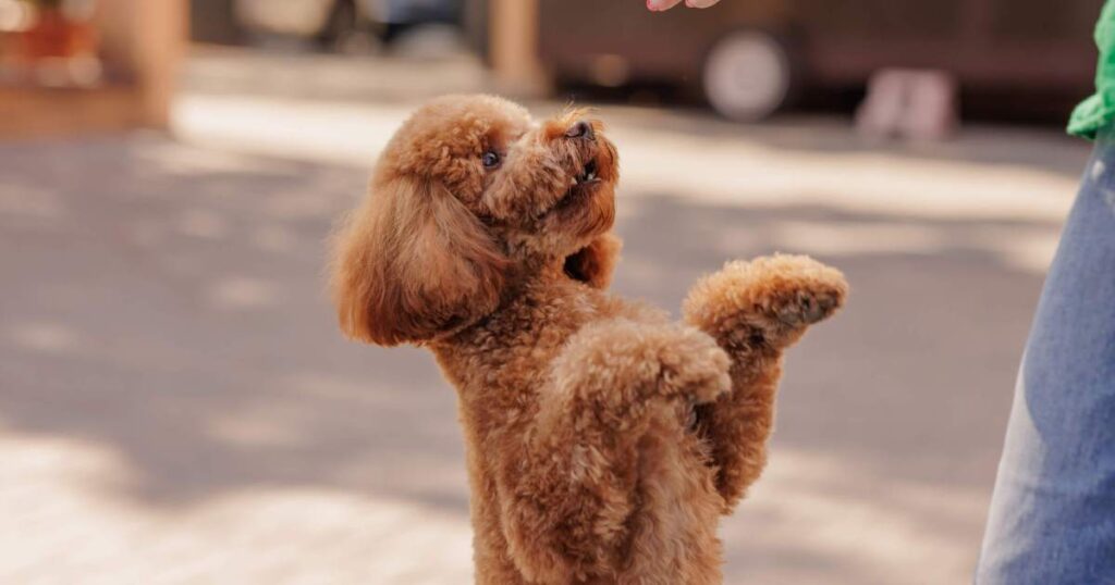 Nossas raças de cães pequenos favoritas, inteligentes, calmas e fáceis de treinar