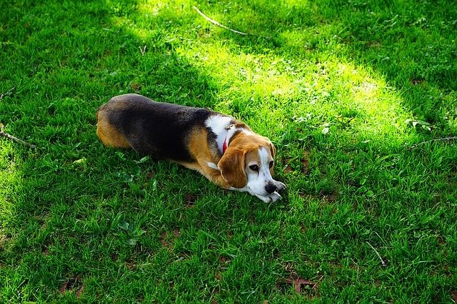 hundemagazin.net