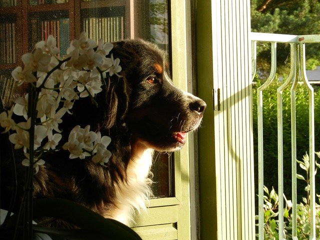 hundemagazin.net