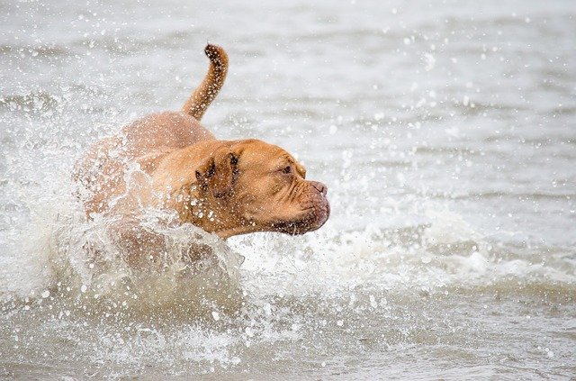 hundemagazin.net