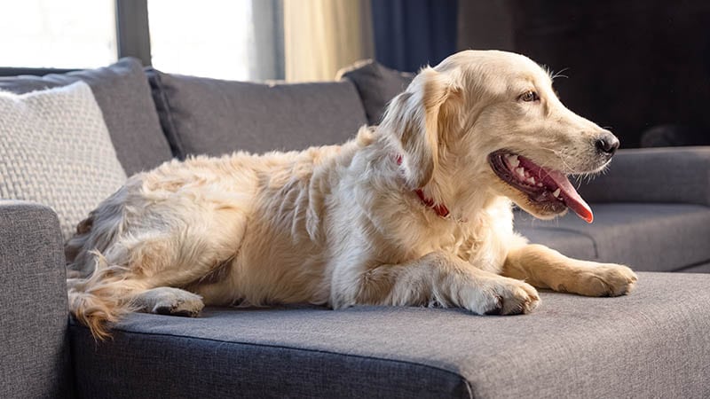 hundemagazin.net