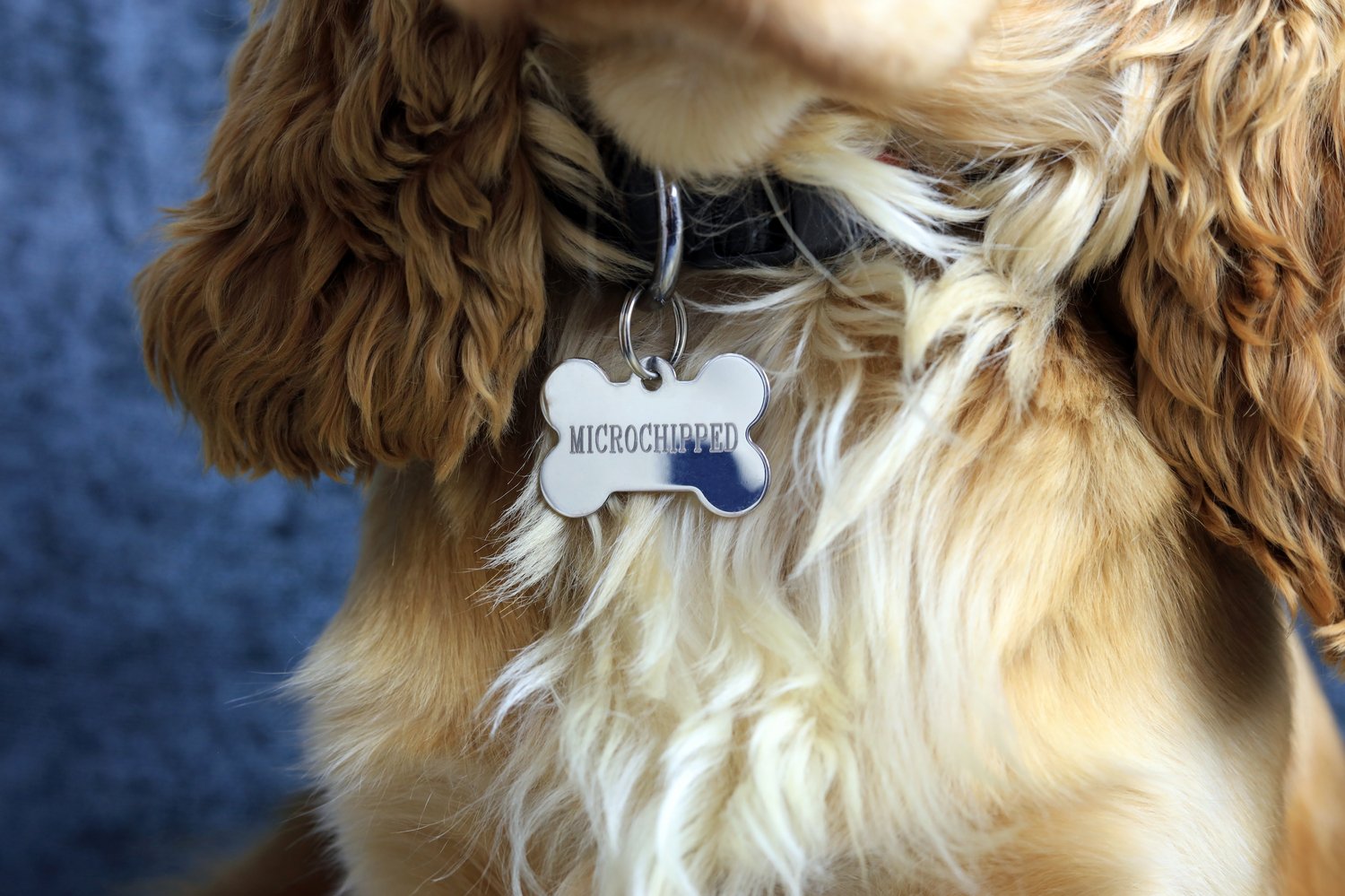 Celeb usa o scanner de microchip para reunir animais de estimação perdidos (você também pode) - Vettreet