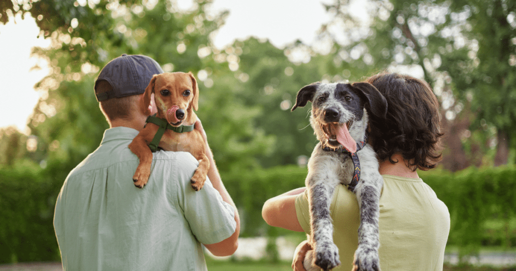 Melhor raça de cachorro para cada signo do zodíaco
