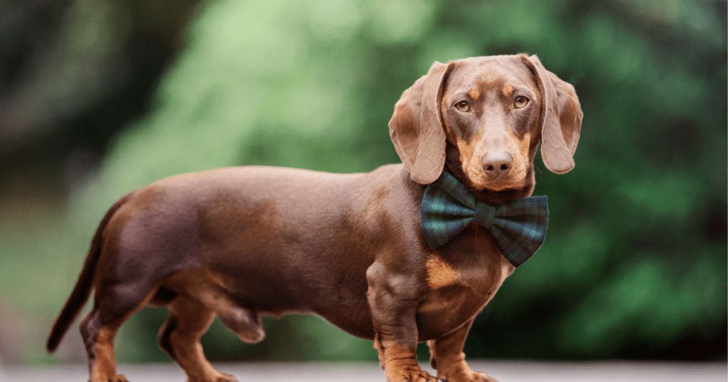 Por que as pessoas dizem que os dachshunds são a pior raça?