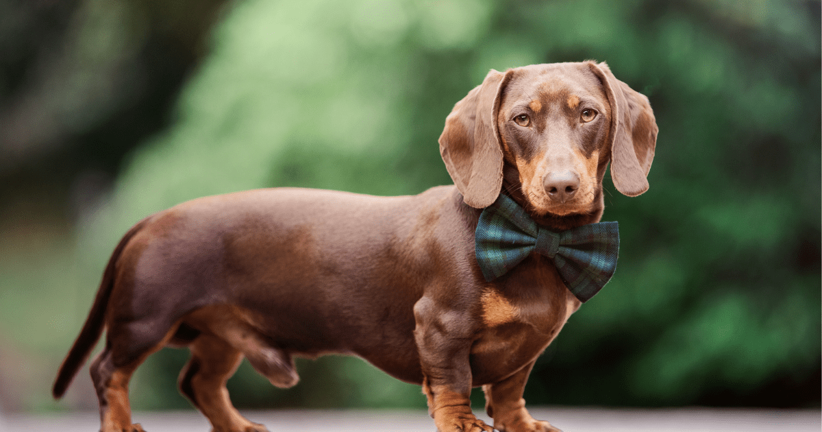Por que as pessoas dizem que os dachshunds são a pior raça?
