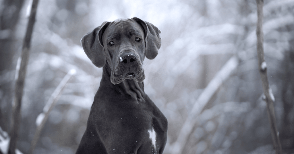 Que raça de cachorro é Marmaduke?
