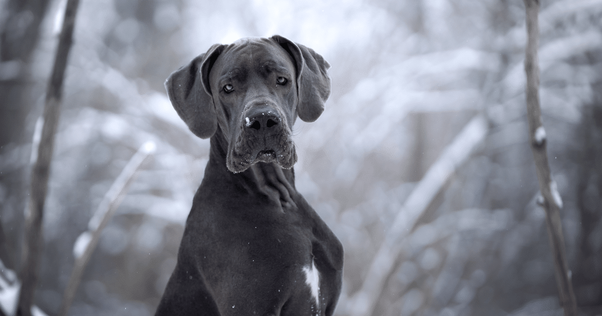 Que raça de cachorro é Marmaduke?