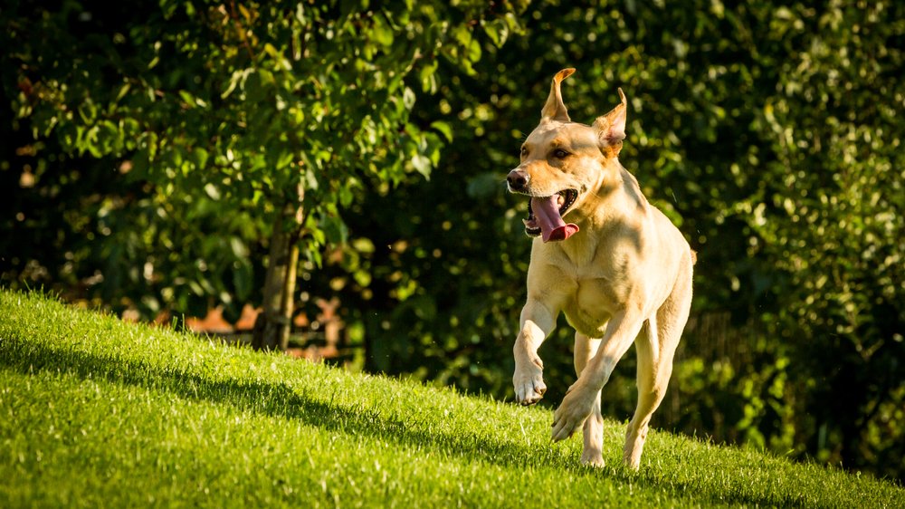 Suplementos de quadril e articulação para cães: dicas para toda a vida em estágio - Vettreet