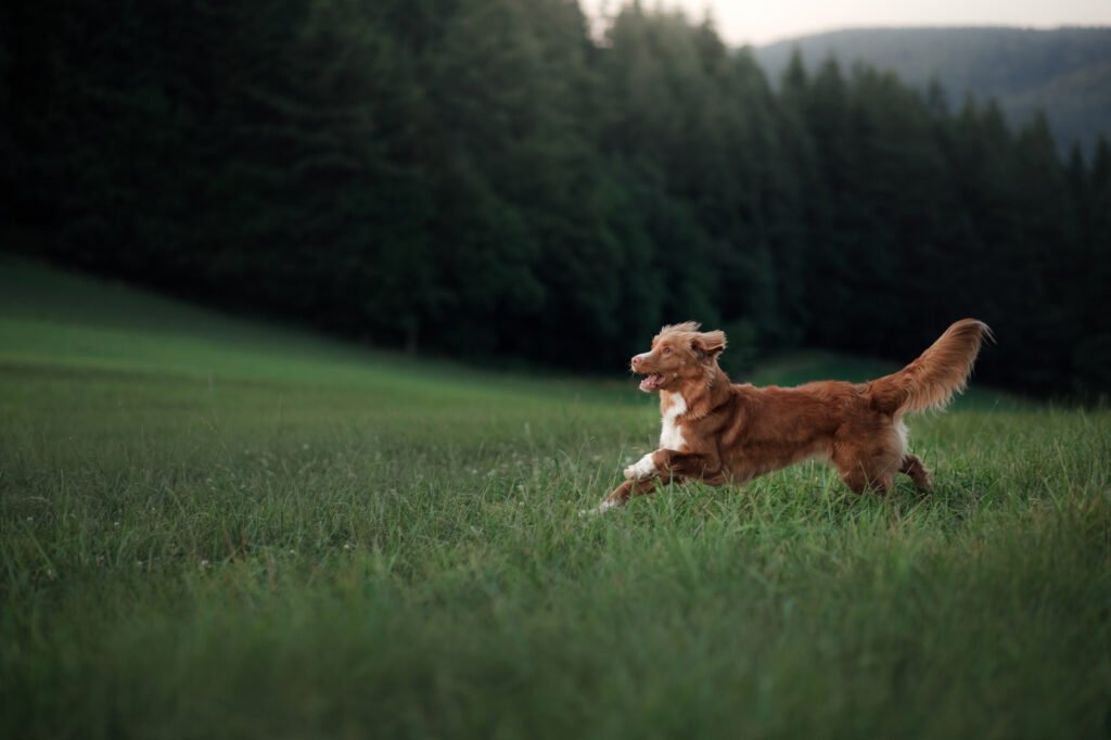 PetSafe Stay and Play Wireless Dog Cere: Nossa revisão honesta - Vettreet