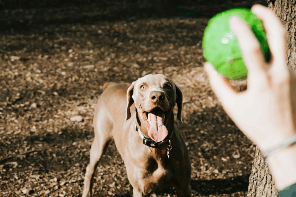 6 jogos para cães que gostam de mastigar - Vetstreet