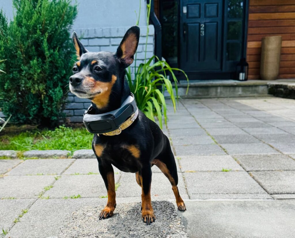 PetSafe GPS Dog Fence 2.0 + Rastreamento: Nossa análise aprofundada - Vetstreet
