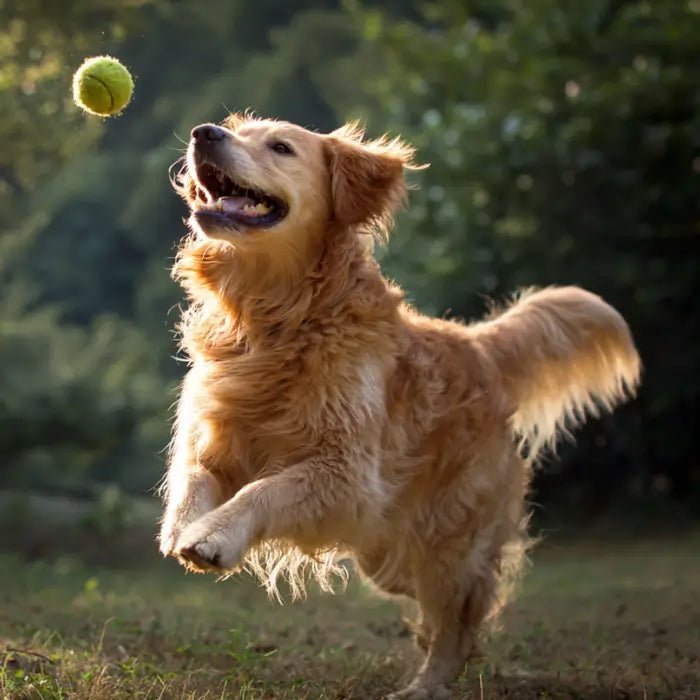 Revisão do suplemento diário para cães Arterra - Vetstreet